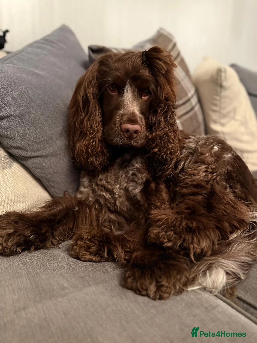Cocker Spaniel dogs for sale: KC Registered Show-Type Cocker Spaniel Puppies - Advert 3