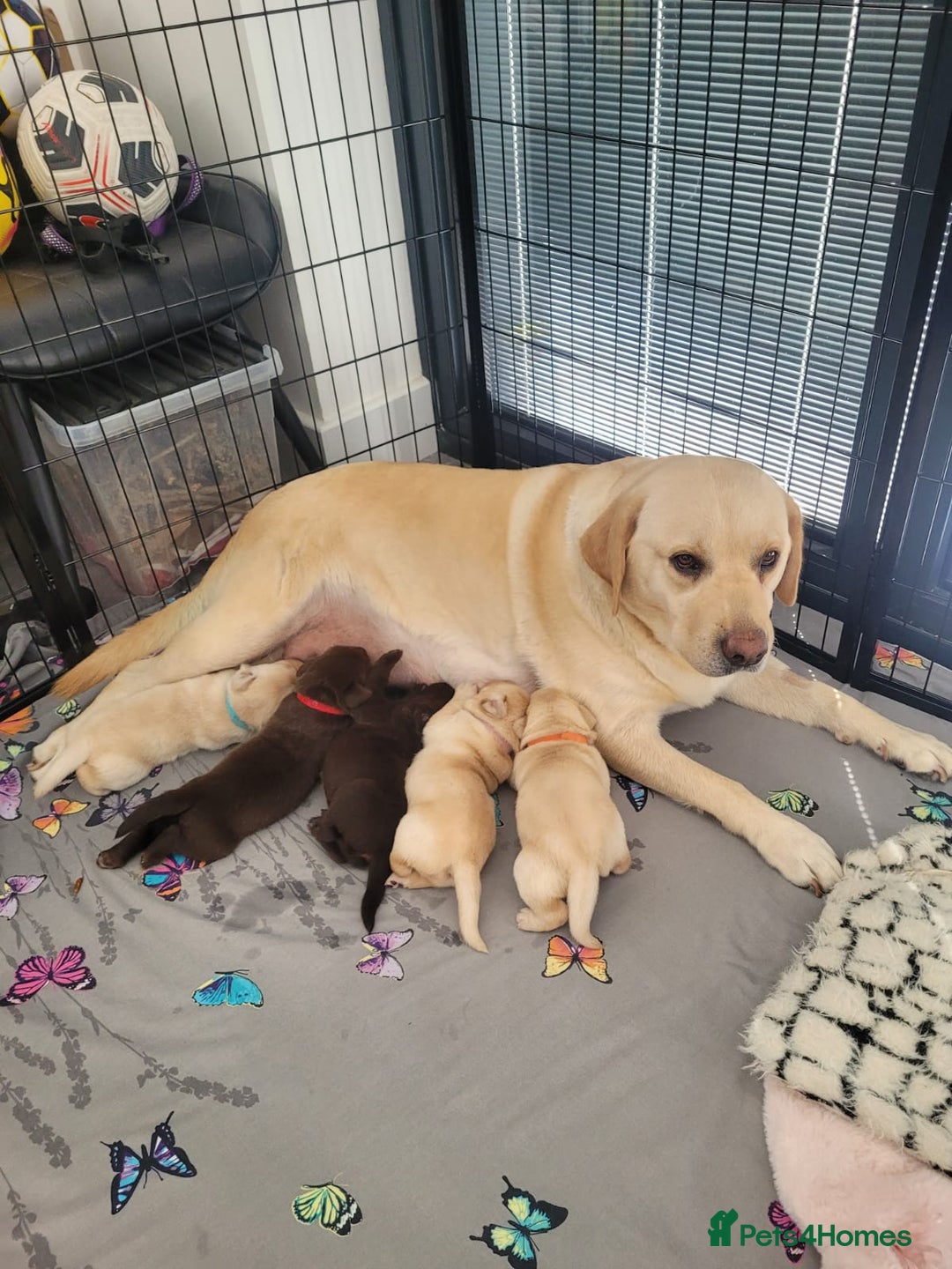 Labrador Retriever dogs for sale: 3 beautiful labrador puppies - Image 6