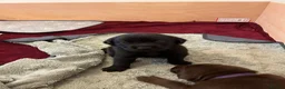 Labrador Retriever dogs for sale: KC Registered Labrador Puppies  - Advert 5