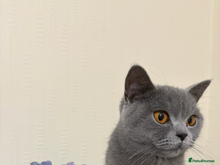 British Shorthair cats Ready now - blue British shorthair female cat sale - Advert 17