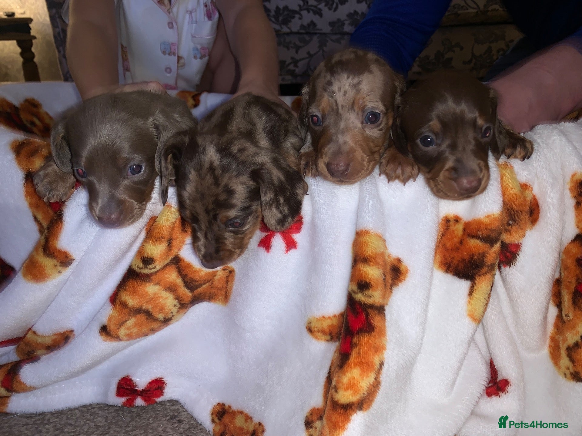 Miniature Dachshund dogs for sale: Beautiful Miniature dachshund puppies - Advert 2