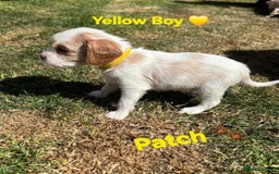 Cavachon dogs for sale: Cavalier King Charles x Cavachon - Image 25