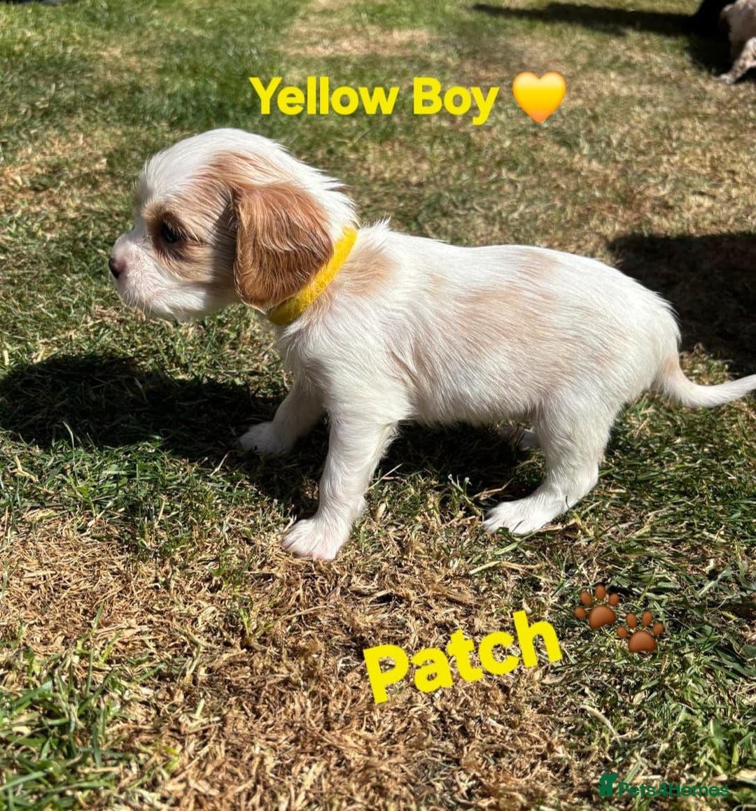Cavachon dogs for sale: Cavalier King Charles x Cavachon - Image 25