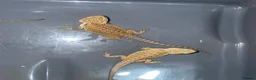 Bearded Dragon reptiles for sale: Bearded dragons  - Advert 7