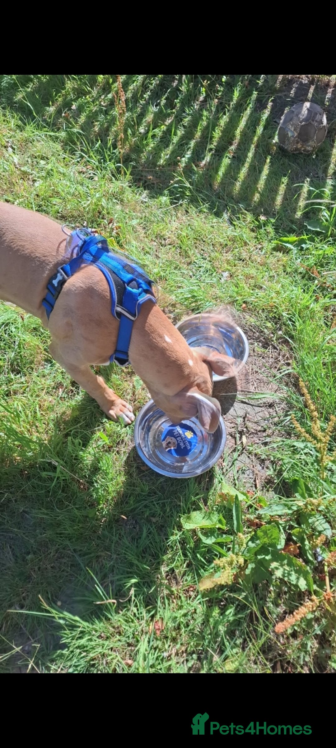Mixed Breed dogs for sale: Tyson - Image 6