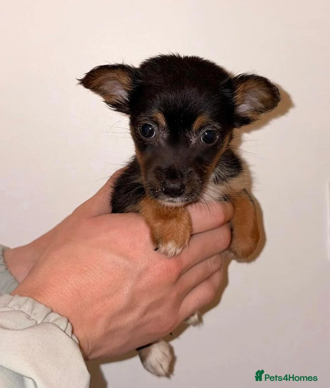 Chihuahua dogs for sale: Chihuahua Puppies  - Advert 7