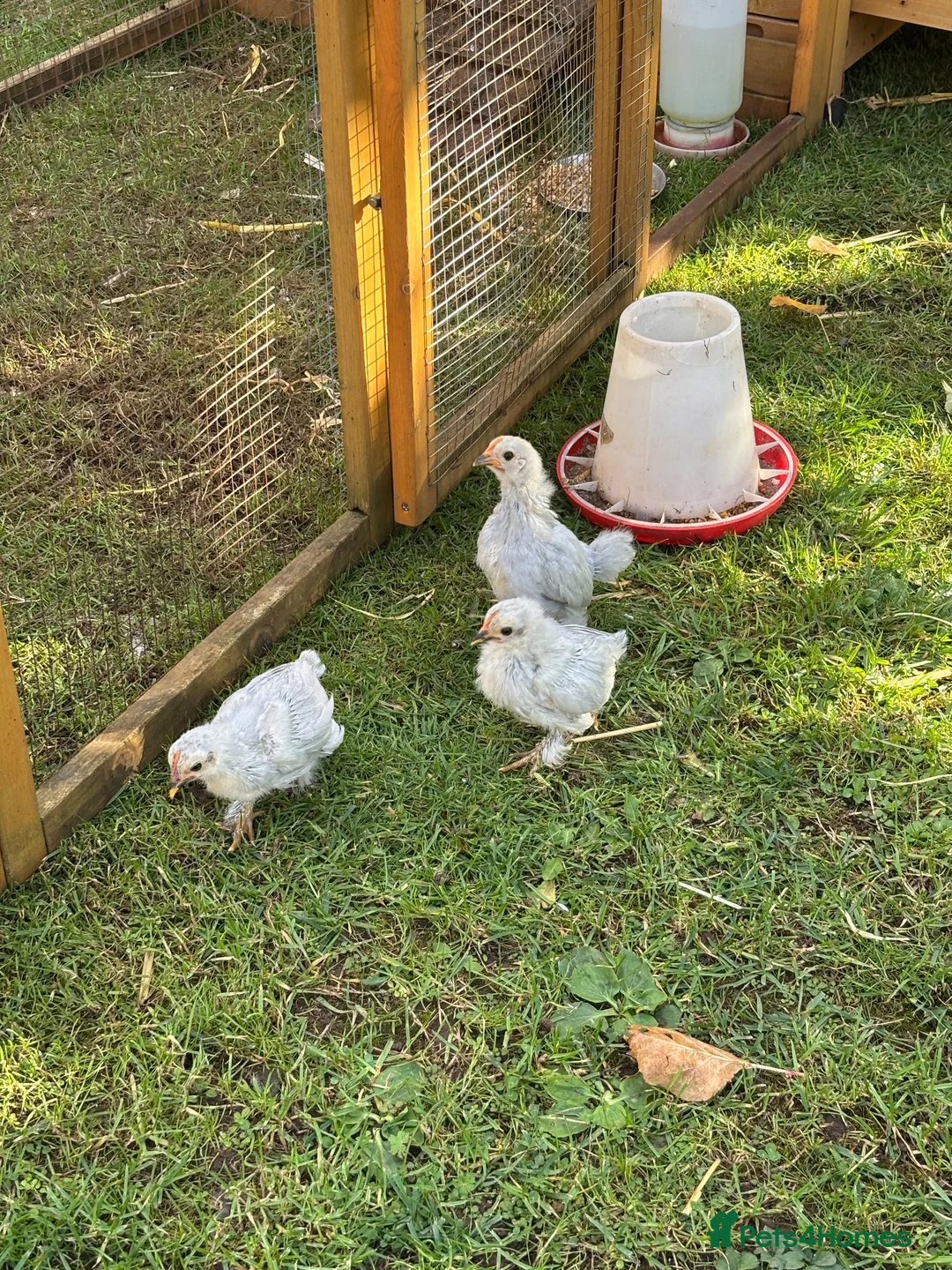 Chickens poultry for sale: Lavender Pekin Chicks - Advert 1