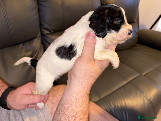 Cocker Spaniel dogs - Advert 6