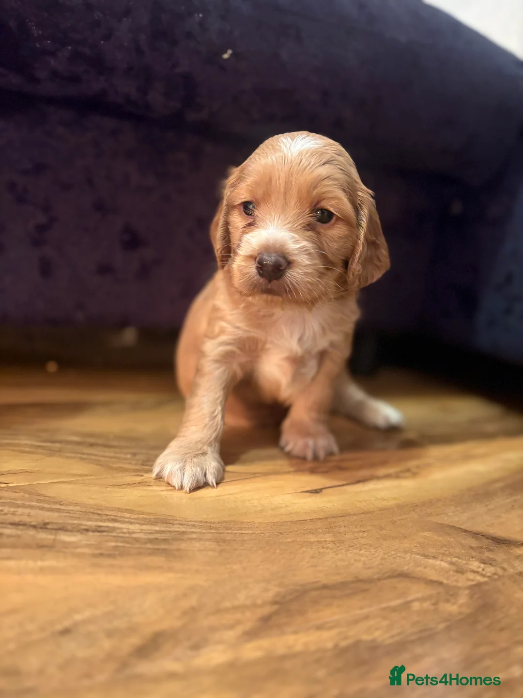 Cocker Spaniel dogs for sale: Cocker spaniel pups for sale  - Advert 10