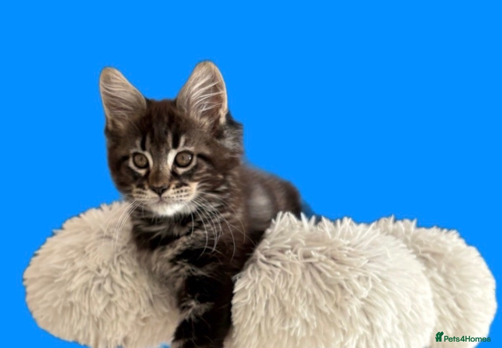 Maine Coon cats Show quality Maine coon kittens - Advert 2