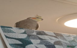 Cockatiels birds for sale: Selling 2 amazing cockatiels  - Image 11