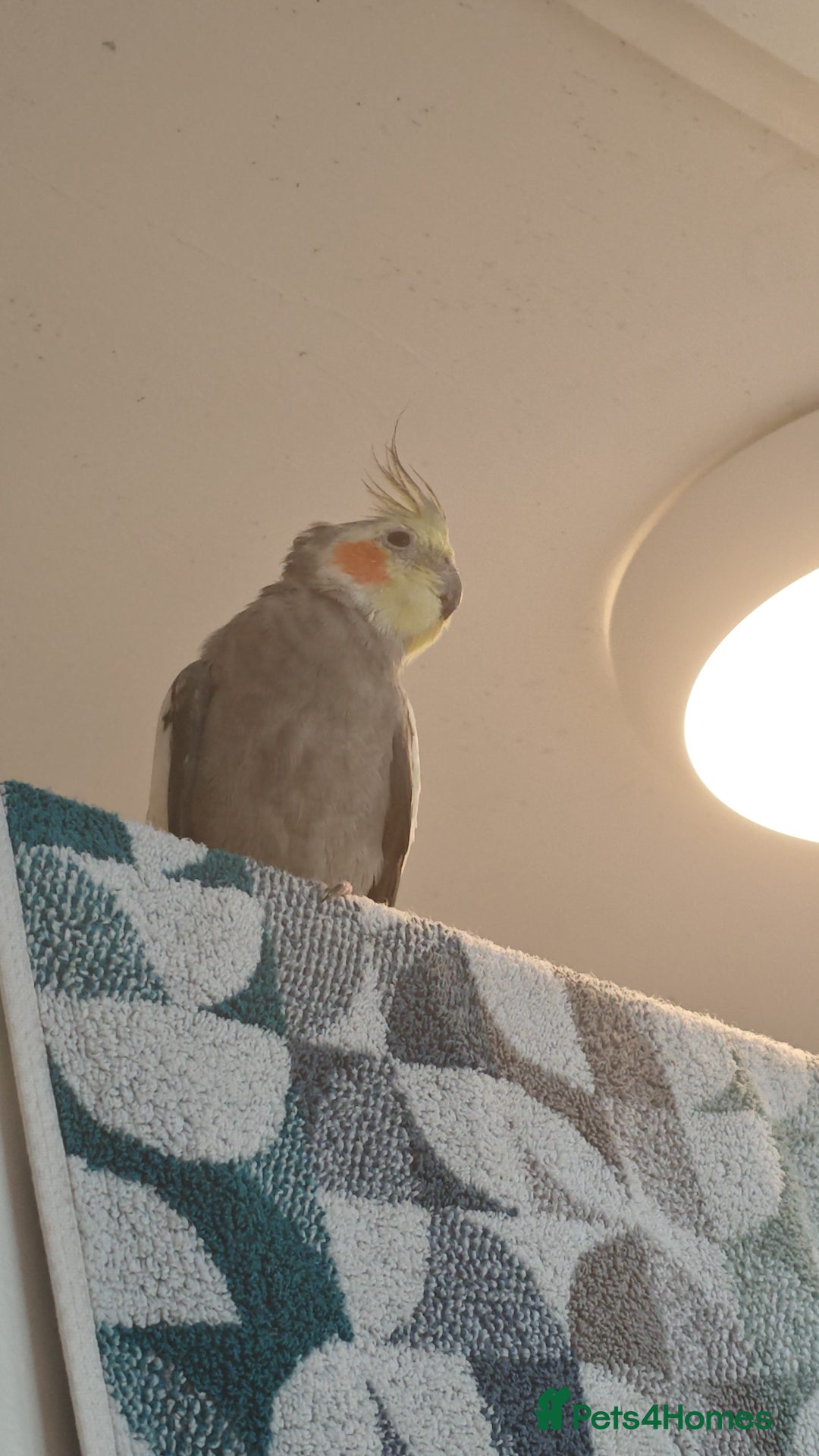 Cockatiels birds for sale: Selling 2 amazing cockatiels  - Image 11