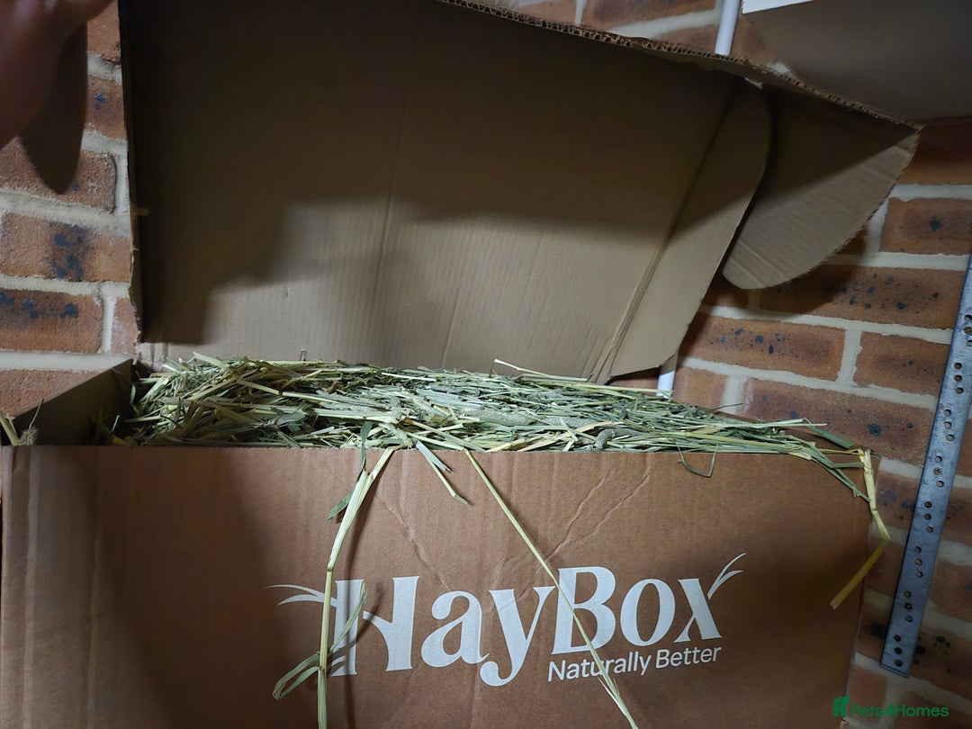 Rex rabbits for sale: REW Standard Rex Buck - Advert 15