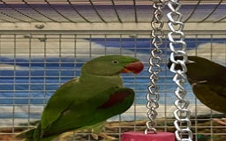 Parrots birds for sale: LOOK! BIRDS/PARAKEETS/PARROTS AVAILABLE  - Image 18
