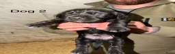 Cockerdor dogs for sale: ⭐ Exceptional Cockerdor Puppies ⭐ - Advert 14