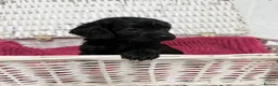 Cockapoo dogs for sale: Stunning Cockapoo Puppies - Only 2 Puppies Left  - Advert 22