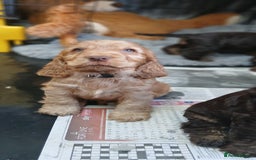 Cocker Spaniel dogs for sale: SHOW COCKER SPANIEL GOLDEN BOY/ DNA TESTED PARENTS - Image 2