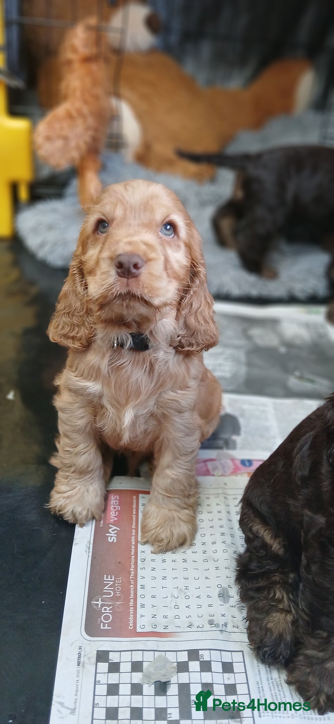 Cocker Spaniel dogs for sale: SHOW COCKER SPANIEL GOLDEN BOY/ DNA TESTED PARENTS - Image 2