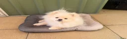 Pomeranian dogs for sale: Boy puppy  in Potters Bar - Advert 3