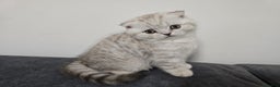 Scottish Fold cats for sale: 🐾Scottish Fold/Scottish Straight Kittens for Sale - Advert 4
