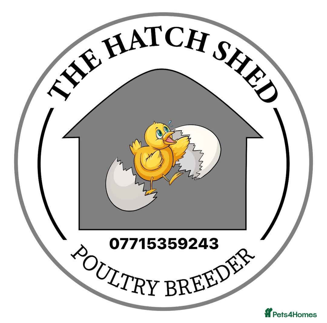 Ducks poultry for sale: Day old female ducklings  - Image 8