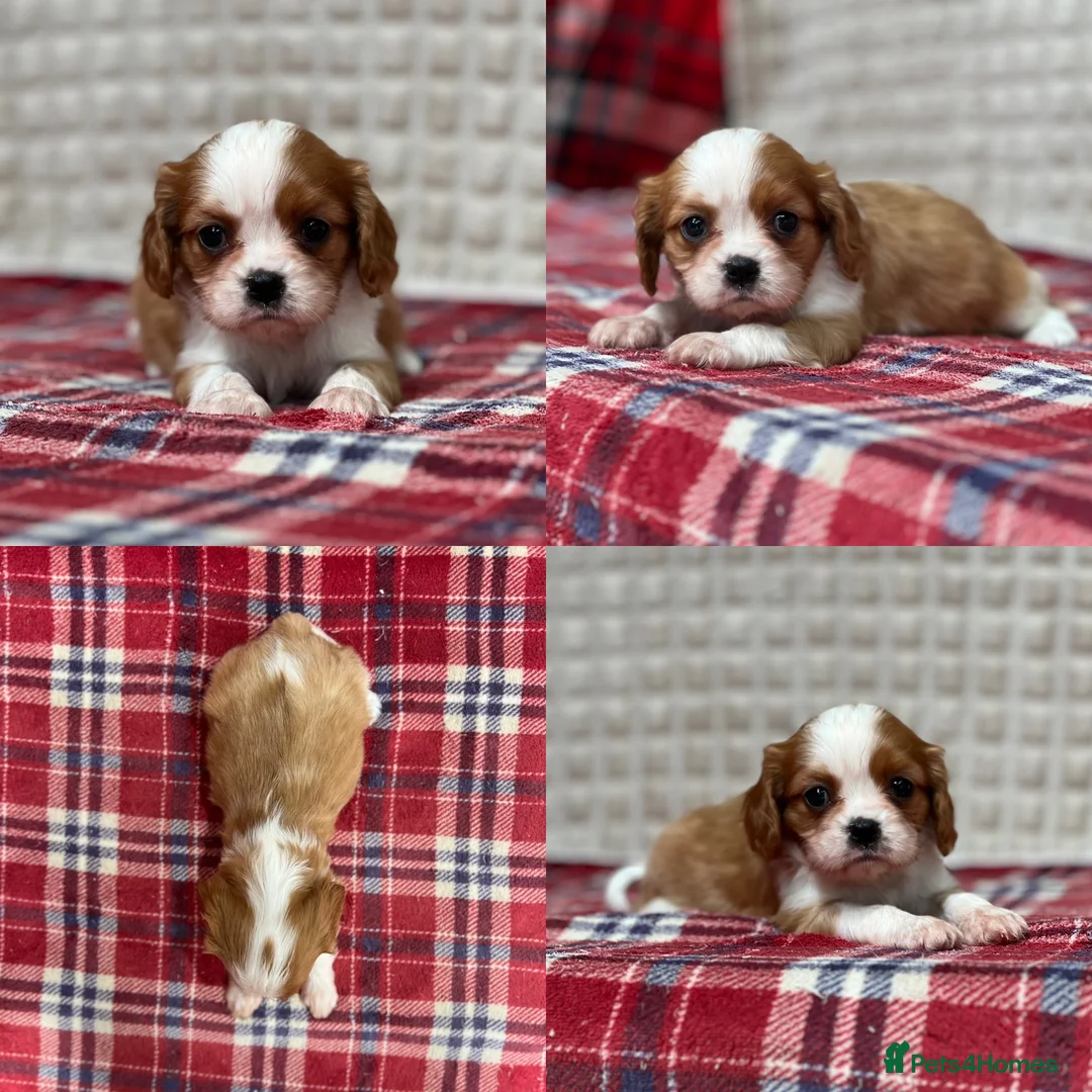 Cavalier King Charles Spaniel dogs for sale: STUNNING CAVALIER KING CHARLES PUPPIES  - Advert 14