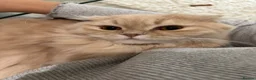 Scottish Fold cats for sale: Stunning Scottish Fold LH - Advert 5