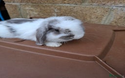 Mini Lop rabbits for sale: Mini lop girls for sale - Image 2