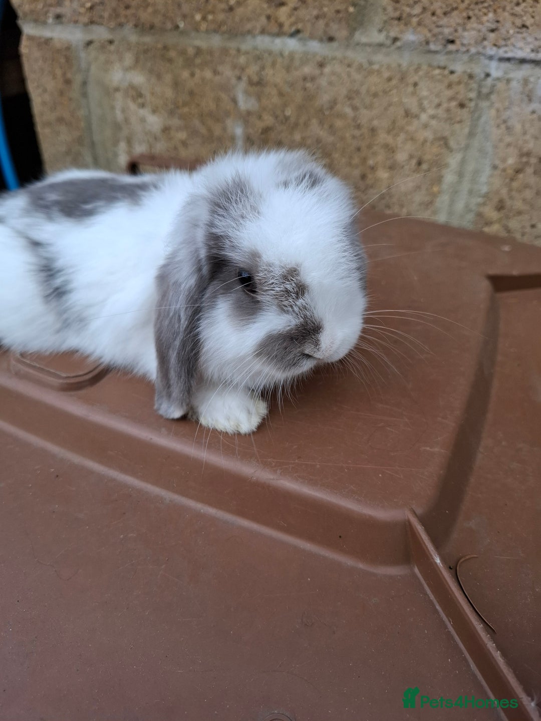 Mini Lop rabbits for sale: Mini lop girls for sale - Image 2