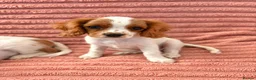 Cavalier King Charles Spaniel dogs for sale: DNA Tested Cavalier King Charles Puppy Bleinham - Advert 3