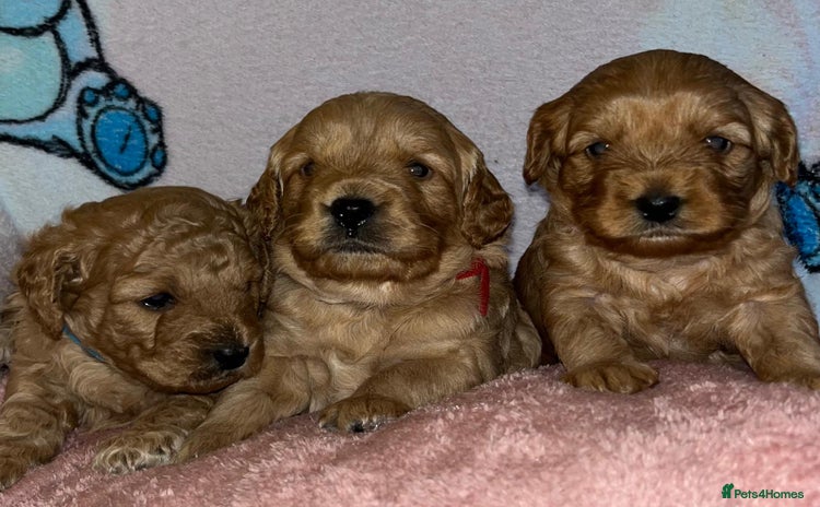 Cockapoo dogs 🌸3 gorgeous Chunky Cockapoos 🌸 - Advert 1