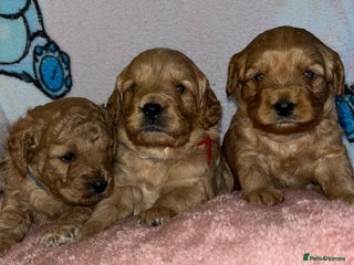 Cockapoo dogs 🌸3 gorgeous Chunky Cockapoos 🌸 - Advert 17