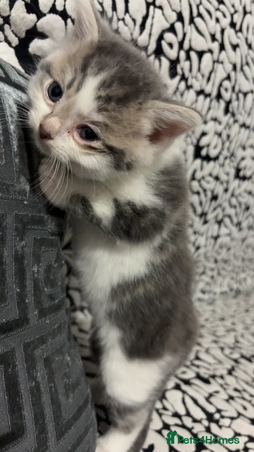 Mixed Breed cats for sale: 4 kittens for sale  in Rotherham - Advert 6