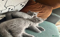 British Shorthair cats for sale: Kind Souls Fluffy Coats British Shorthair Kittens - Image 10