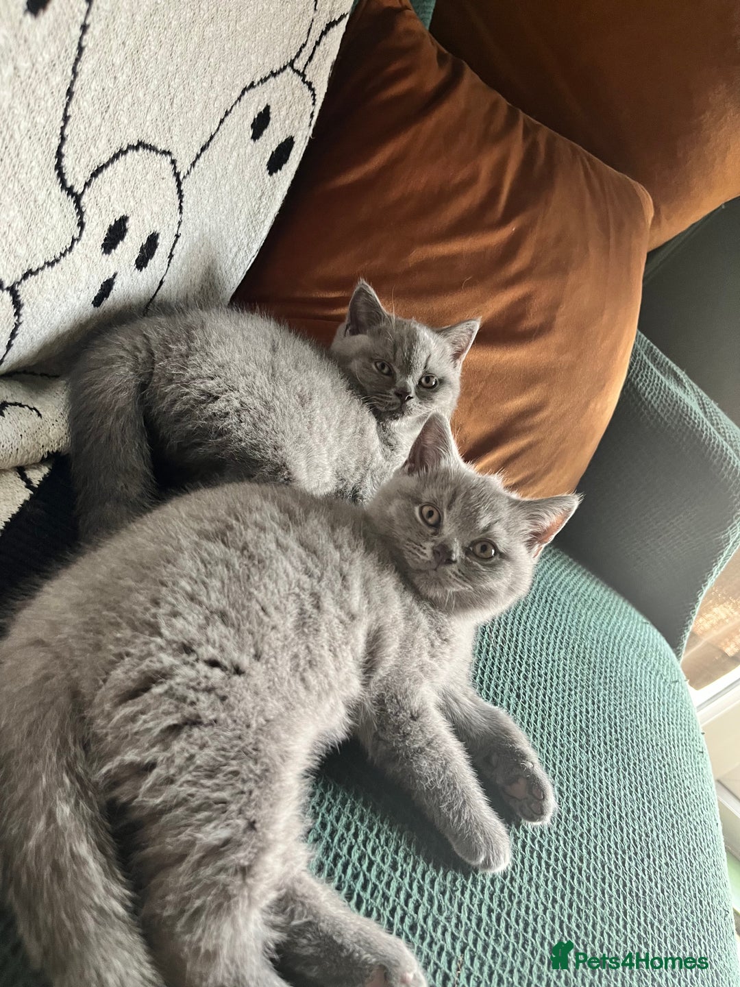 British Shorthair cats for sale: Kind Souls Fluffy Coats British Shorthair Kittens - Image 10