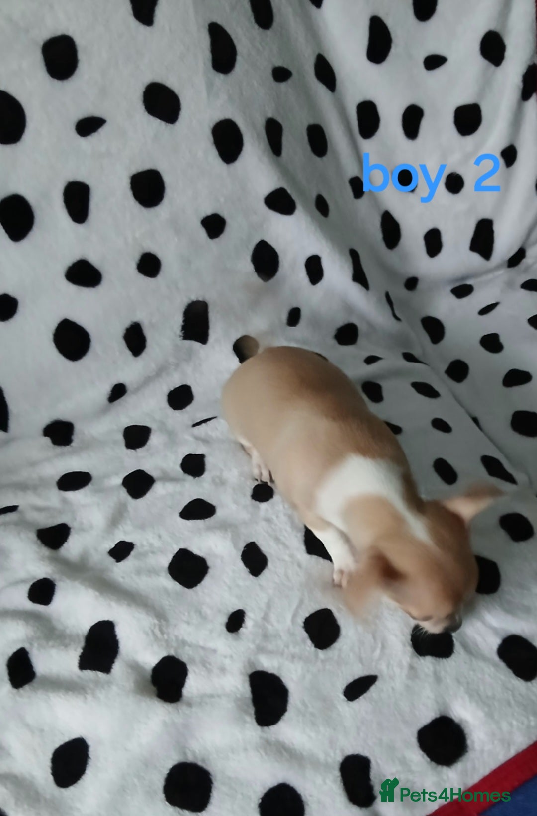 Chihuahua dogs for sale:  - chihuahua - two cheerful boys - Advert 9