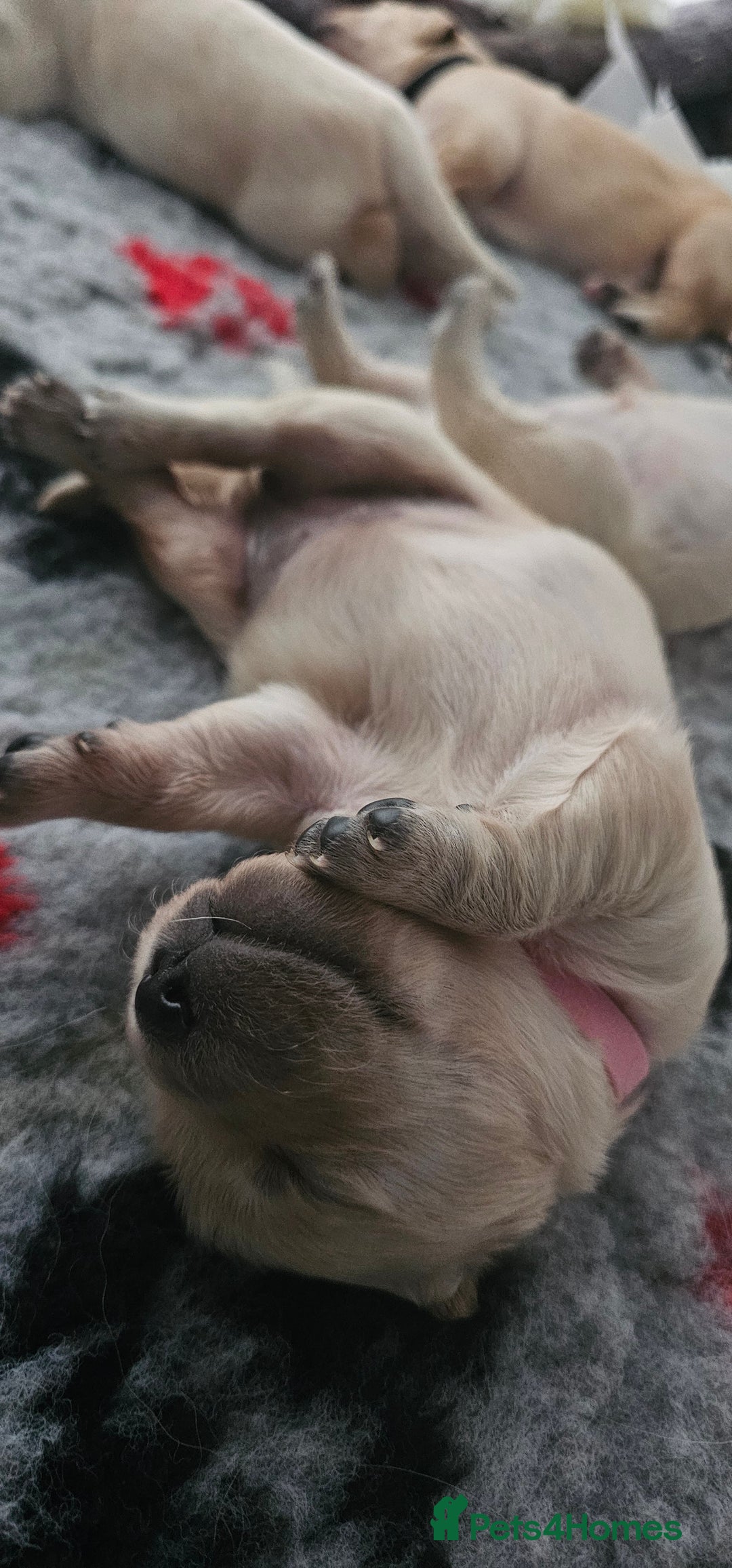 Golden Retriever dogs for sale: GOLDEN RETRIEVER PUPPIES - you will fall in love  - Image 3