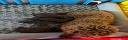 Cockapoo dogs for sale: Cockapoo F1B - Advert 7