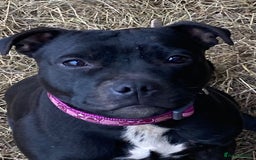 Staffordshire Bull Terrier dogs for sale: Beautiful kc reg.red brindle & white puppies - Image 15