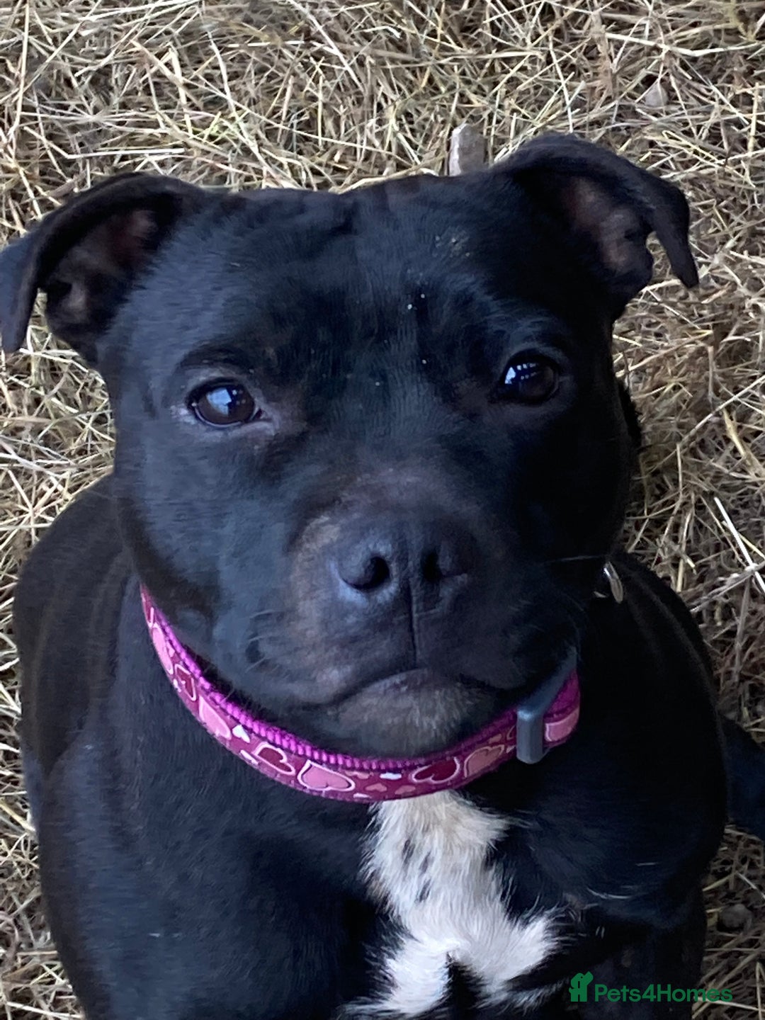 Staffordshire Bull Terrier dogs for sale: Beautiful kc reg.red brindle & white puppies - Image 15