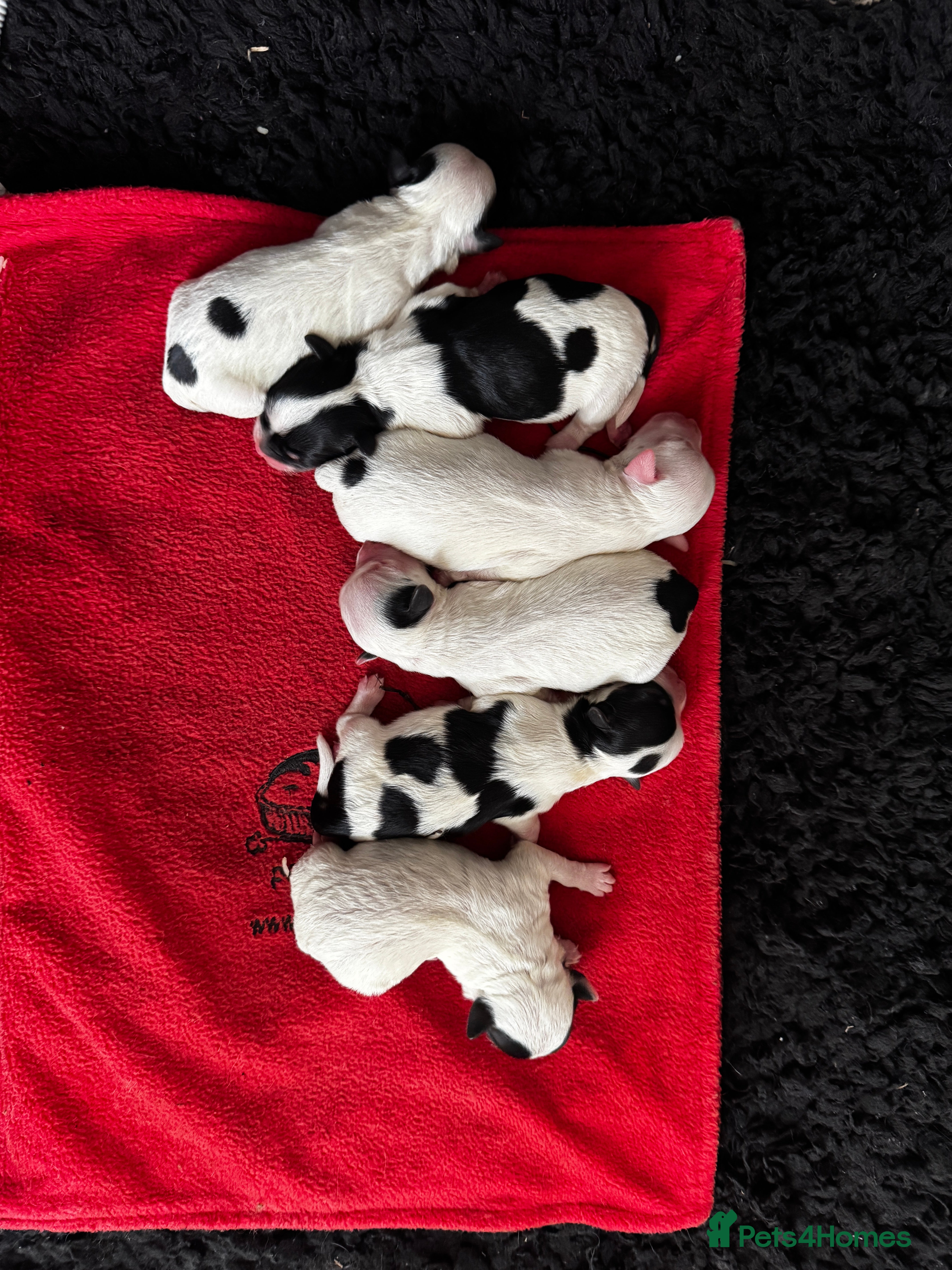 Yorkiepoo dogs Gorgeous litter of yorkipoos.  - Advert 7