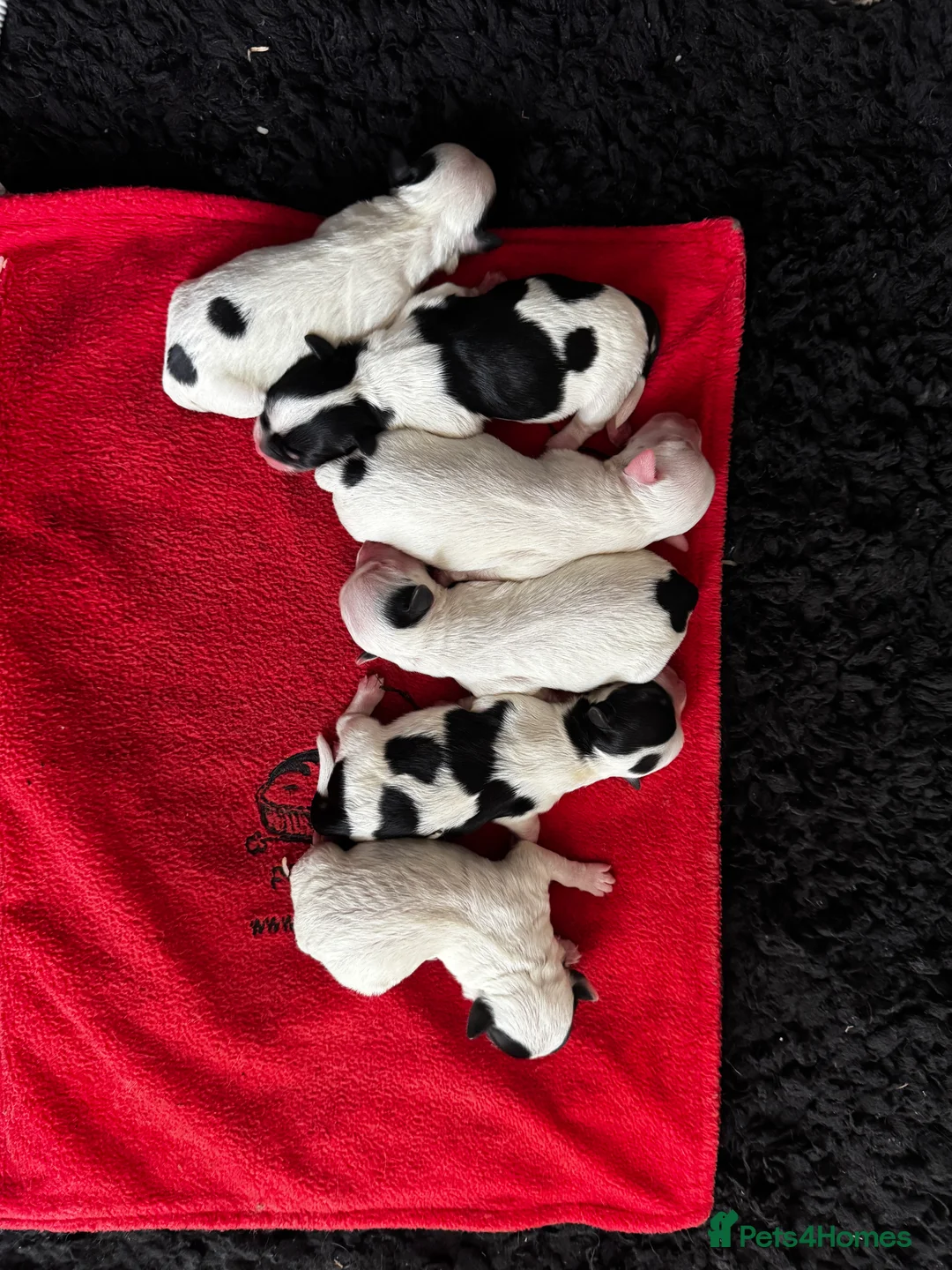 Yorkiepoo dogs for sale: Gorgeous litter of yorkiepoo’s - Advert 1