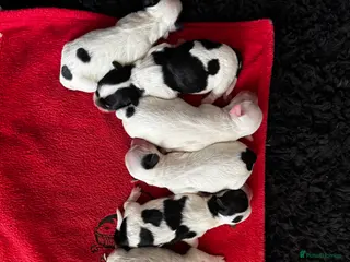 Yorkiepoo dogs Gorgeous litter of yorkiepoo’s - Advert 1