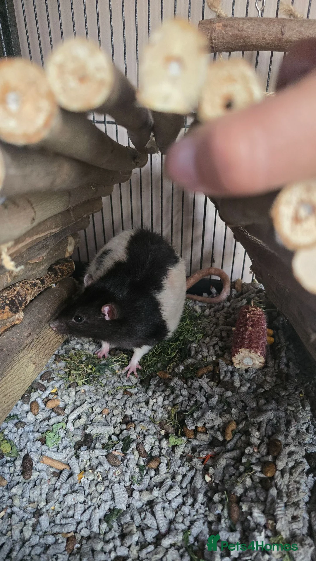 Rat rodents for sale: 2 Male Rats - Advert 5