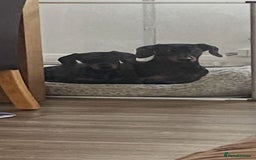 Miniature Dachshund dogs for sale: Miniature dachund - Image 1