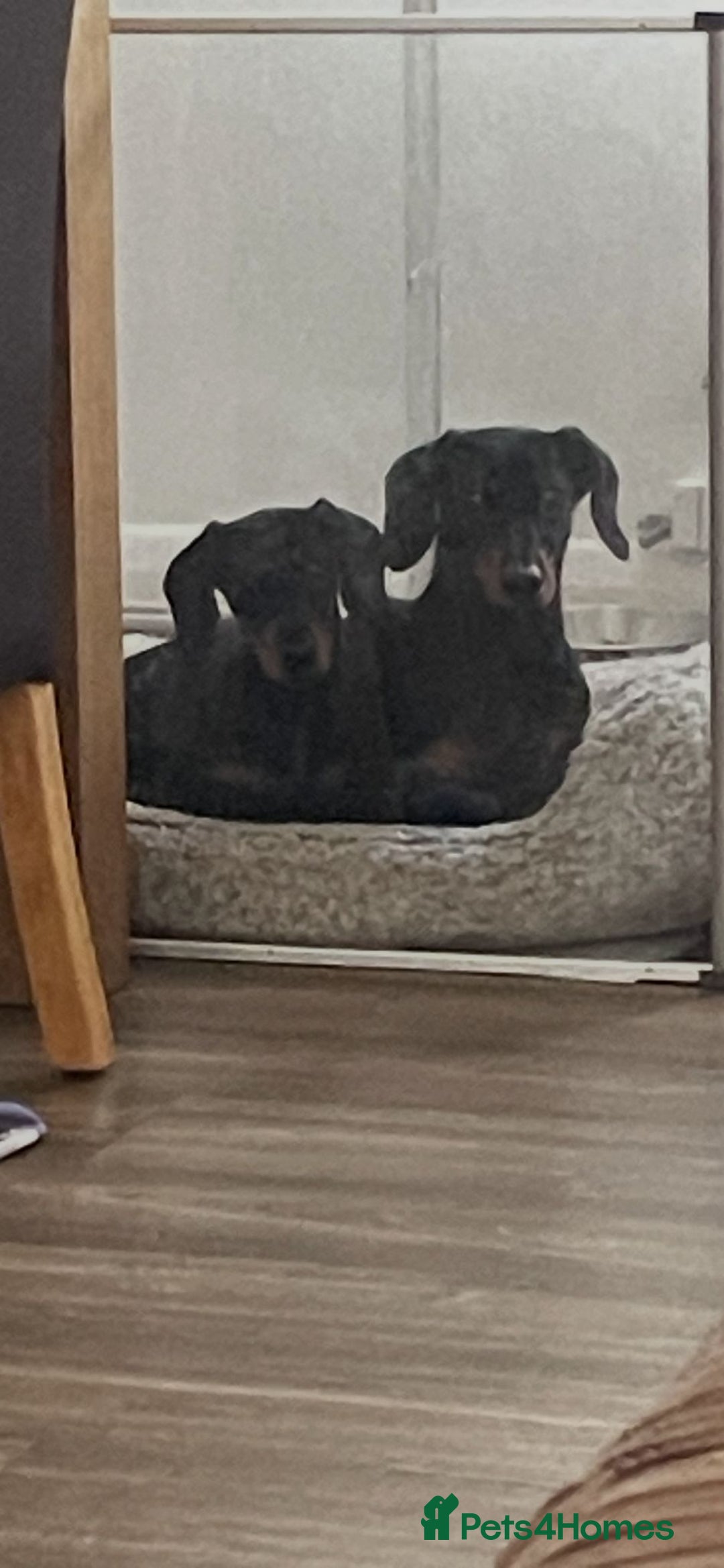 Miniature Dachshund dogs for sale: Miniature dachund - Image 1