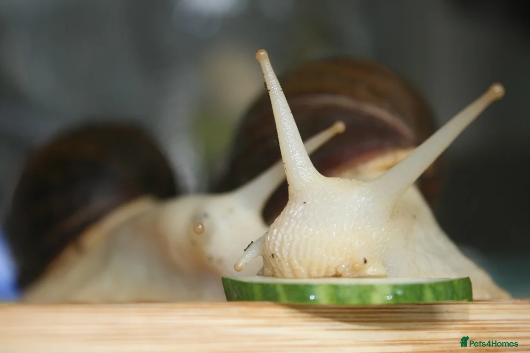 Snails invertebrates for sale: 3 x Giant African Land Snails  - Advert 3