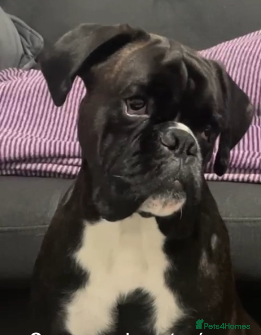 Boxer dogs for stud: Bóxer  - Advert 1