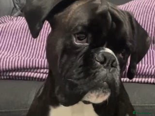 Boxer dogs Bóxer - Advert 1