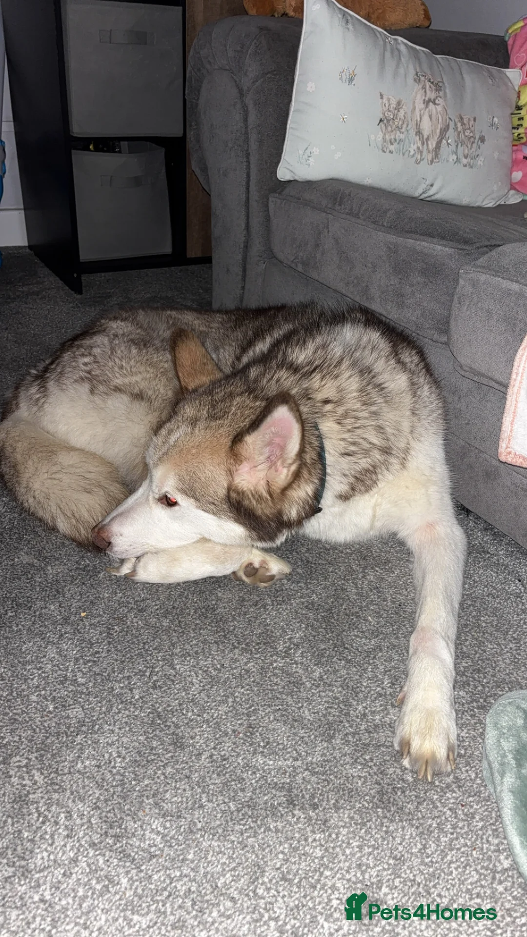 Mixed Breed dogs for sale: Oden  - Advert 3